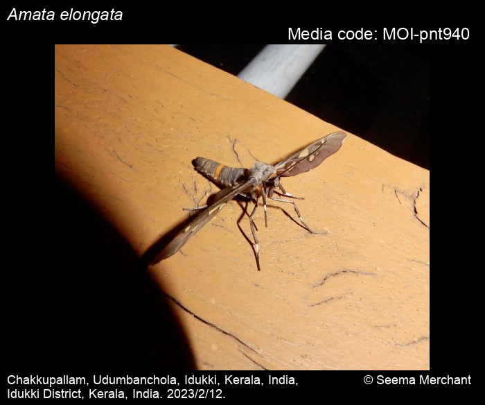 Amata elongata (Hampson, 1900) Moths